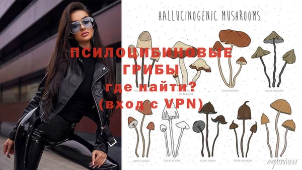 шишки Абаза