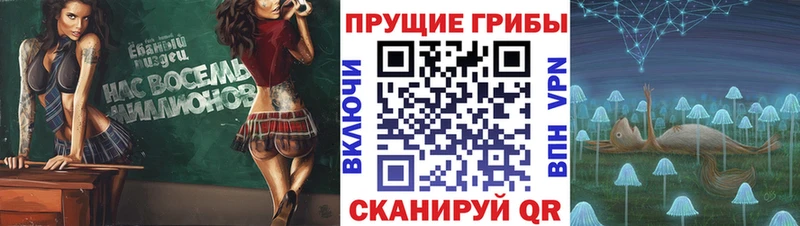 kraken как войти  Ладушкин  Галлюциногенные грибы Cubensis 
